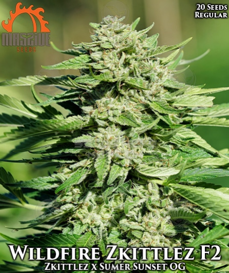 An image of Wildfire Zkittlez