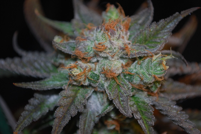 An image of Master Thai's Green Dragon