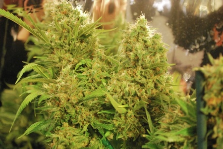 An image of Tahoe Gold