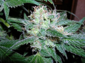 An image of Tahoe OG