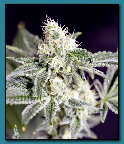 An image of Berry Breath 2.0