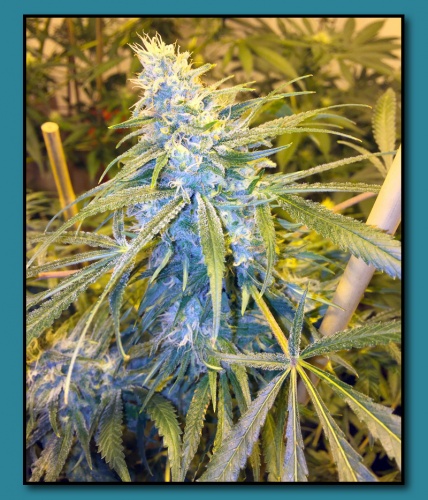 An image of Motown Cookies
