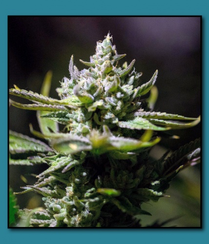 An image of OG Glue Sniffer
