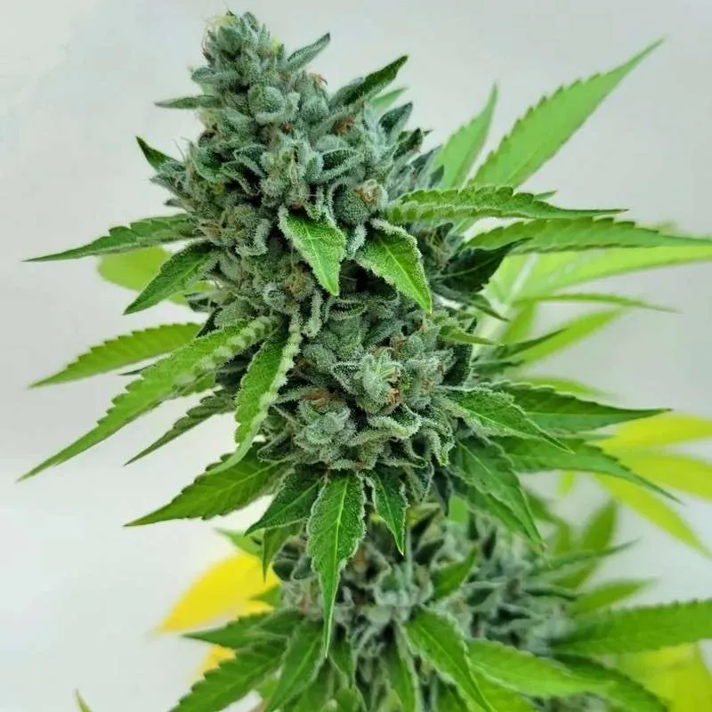 An image of Danksters Paradise