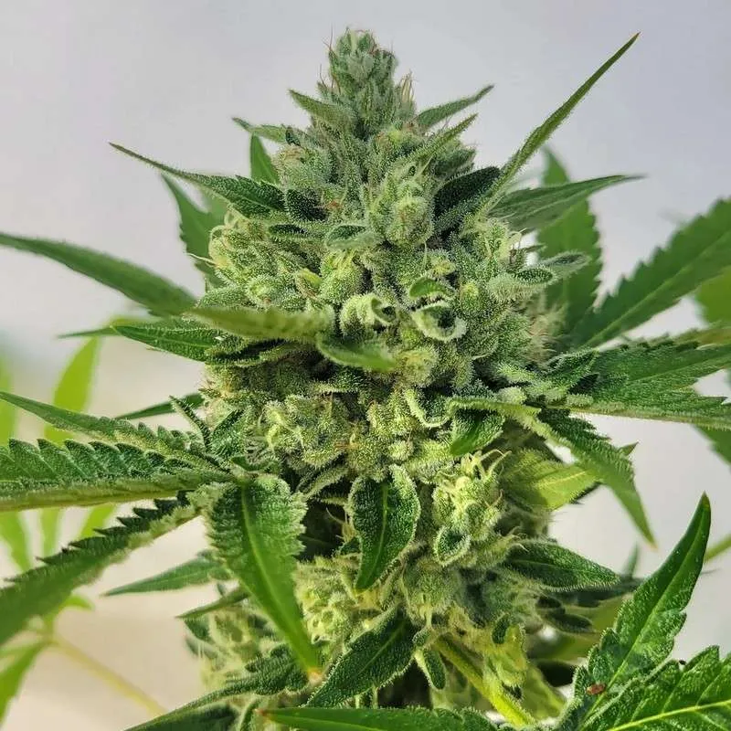 An image of Cheddar Koi Delight