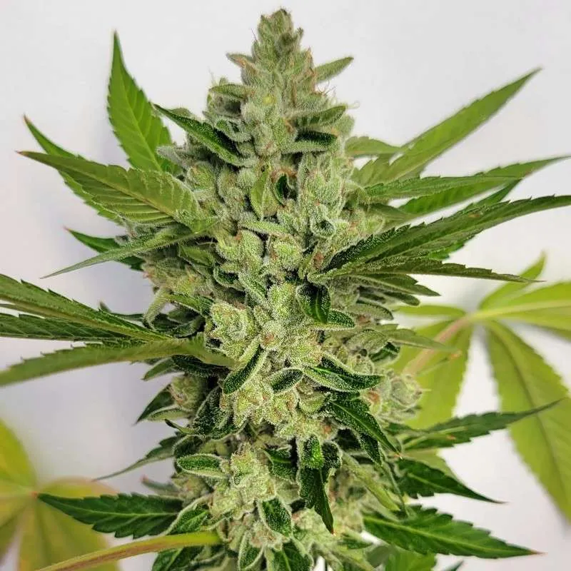 An image of Hash Lovers Delight