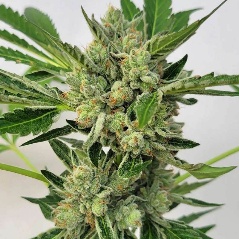 An image of Jungle Gas