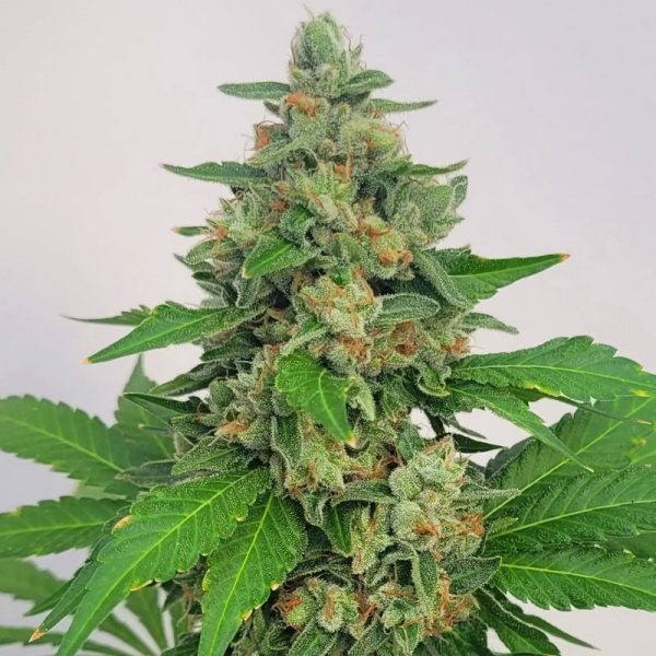 An image of Legend Skunk
