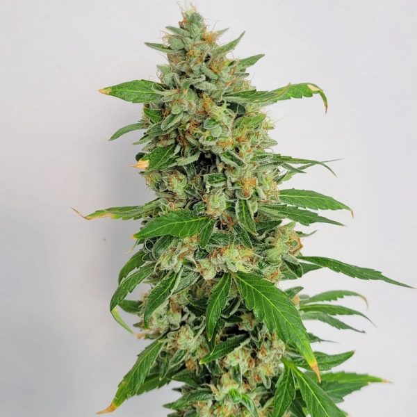 An image of Skunk-O-Rama