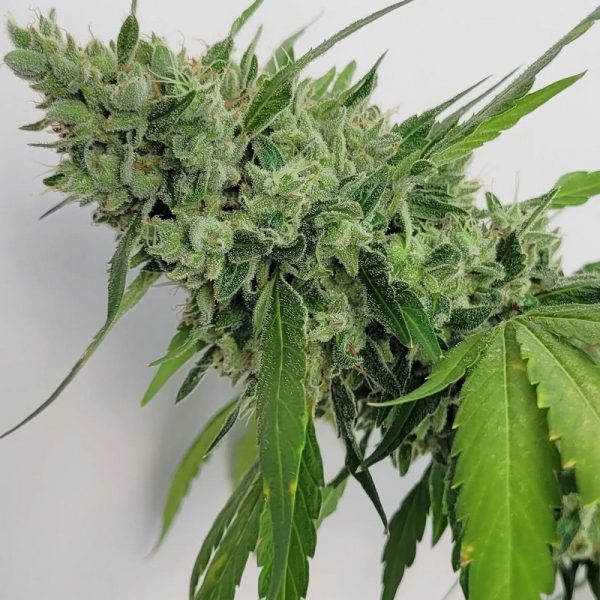 An image of Skunk D