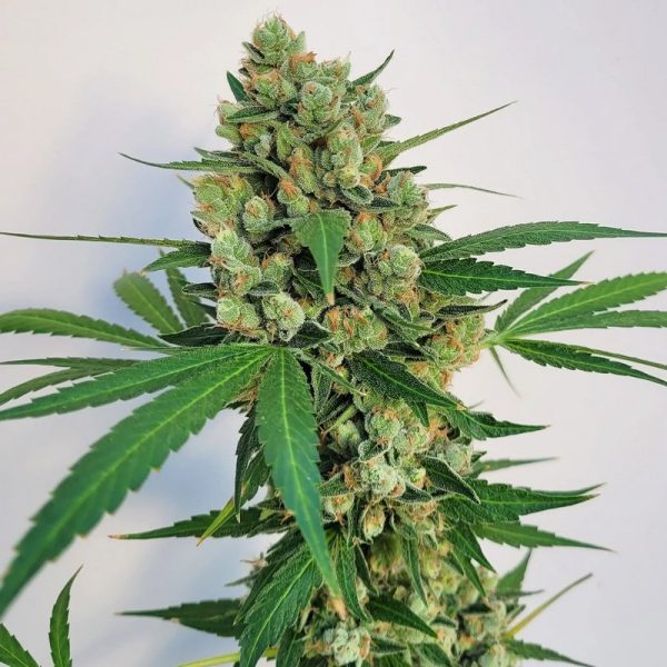 An image of Skunk Doggy Dawg