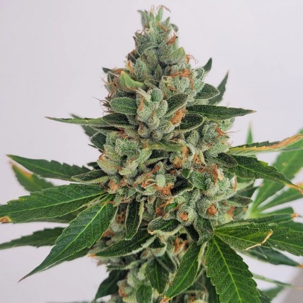 An image of Sour Skunkdog