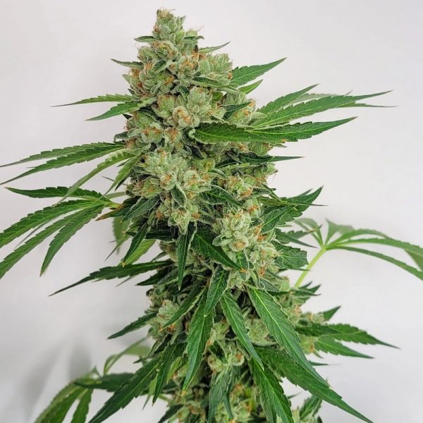 An image of Triangle Skunk