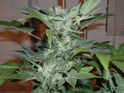 An image of Blue Streak