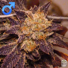 An image of Purple Pain Killer