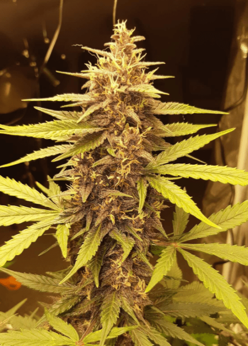An image of Cali Doctor CBD 1:1 Auto