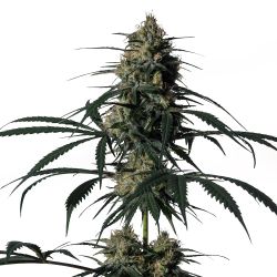 An image of Green Doctor