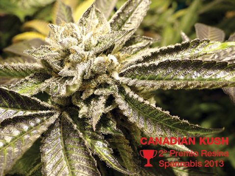 An image of Canadian Kush