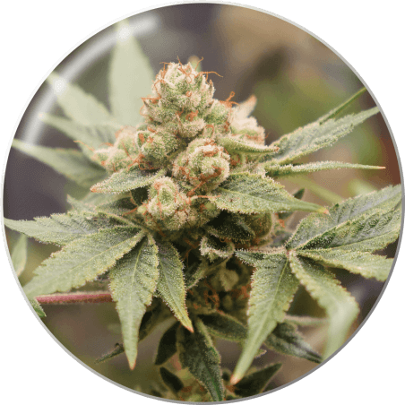An image of Medical Grape CBD