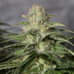 An image of OG Kush CBD