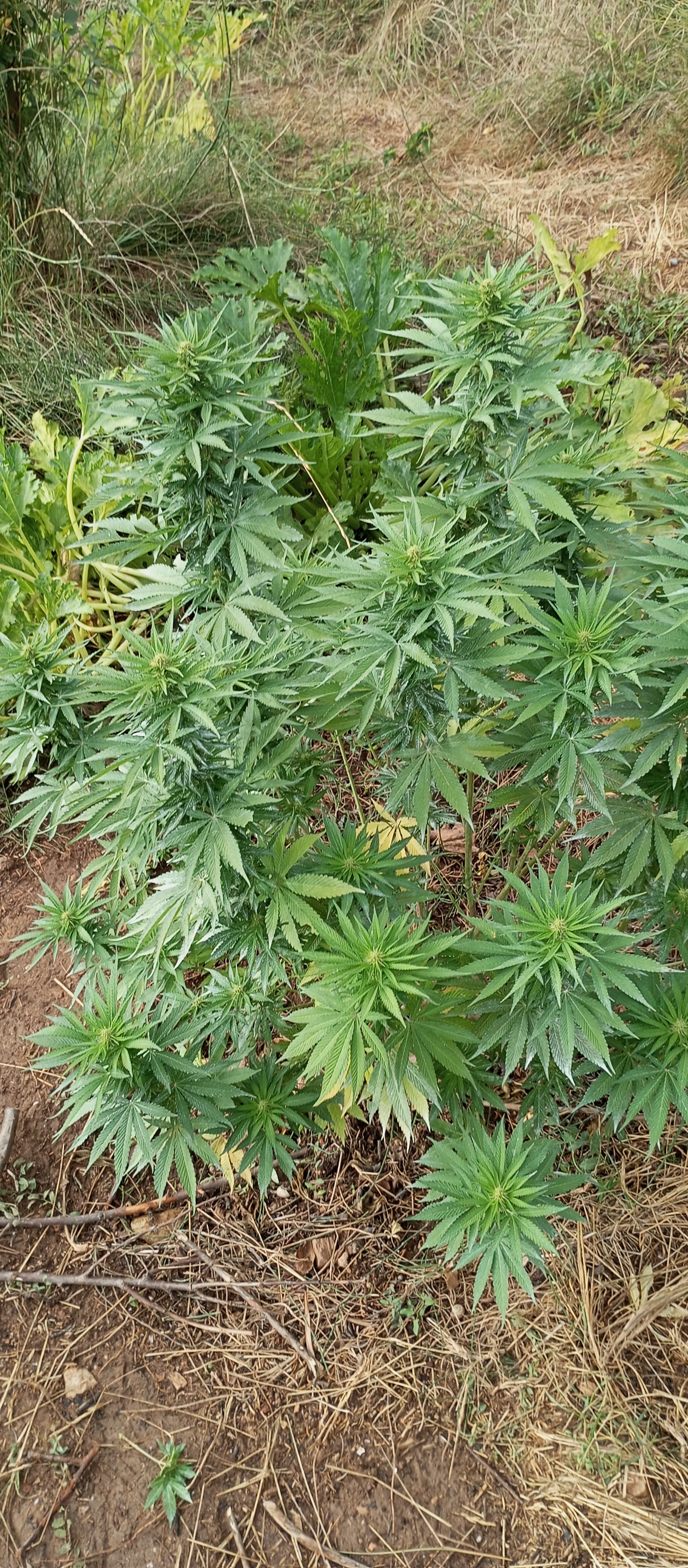 An image of Y Griega CBD 2.0