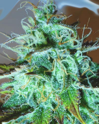 An image of Black Afghani Kush