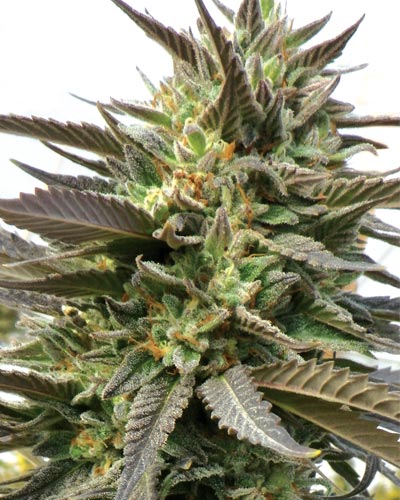 An image of Blue Blood