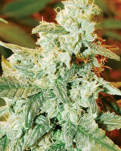 An image of Kush Fromage Auto