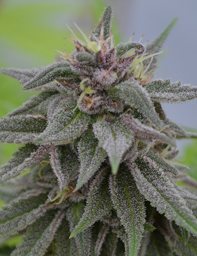 An image of Peach Candy