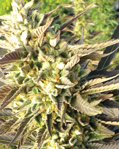 An image of Train Wreck