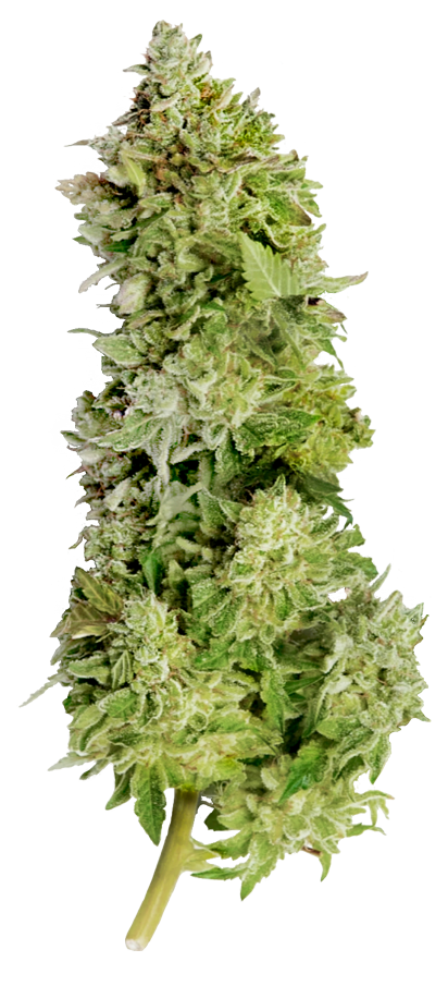 An image of Beast Mode Auto