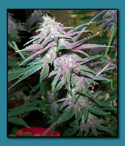 An image of Buckeye Purple