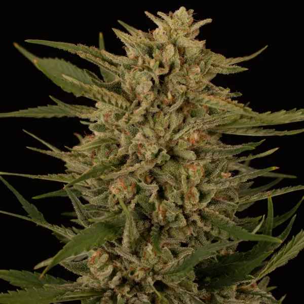 An image of Gringo Loco Nilla