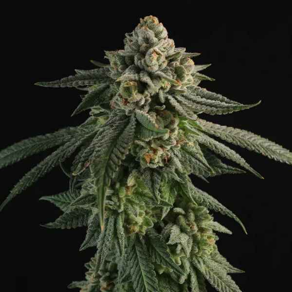 An image of Mendo Manzana