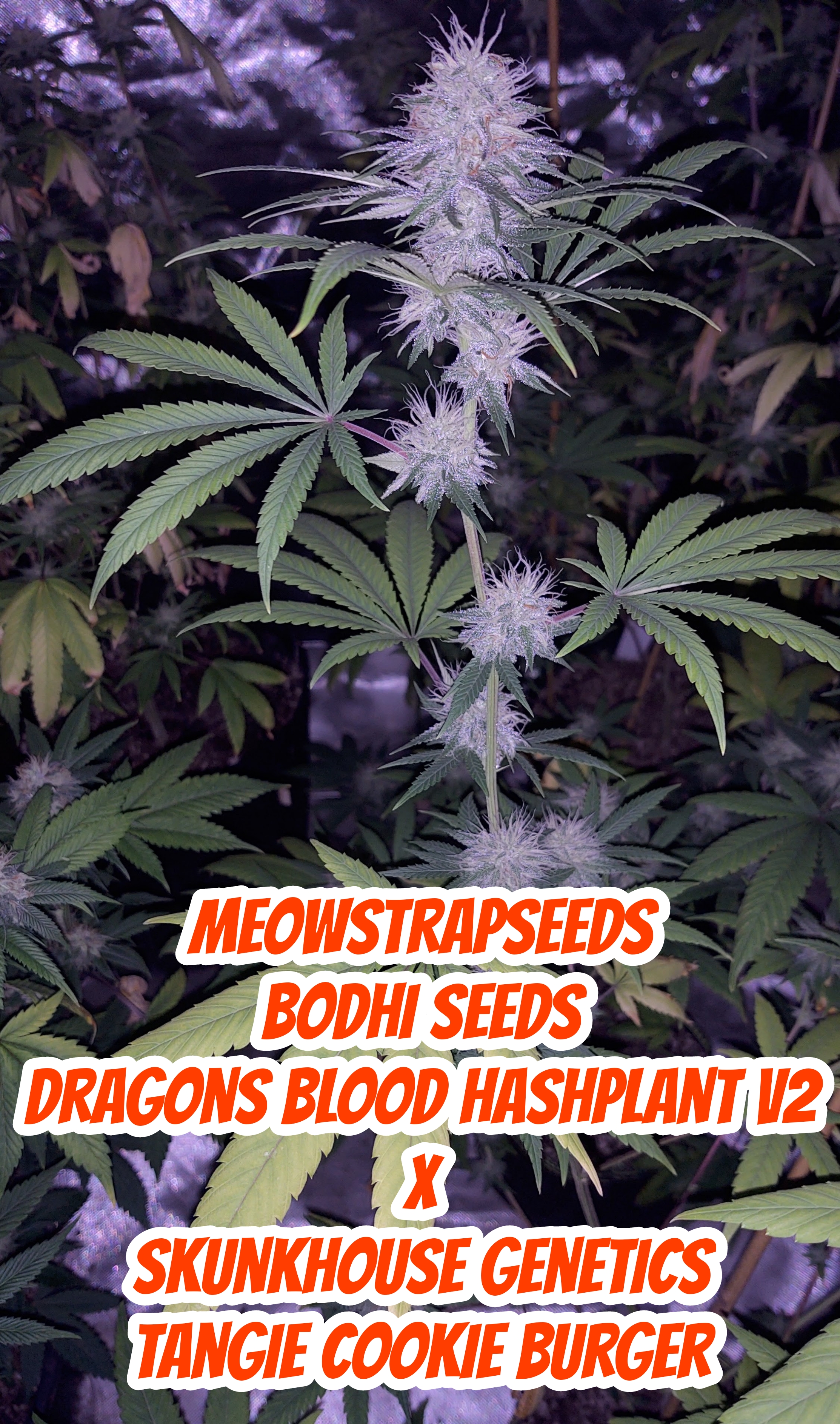 An image of Dragonsblood HashPlant V2 #3 x Tangie Cookie Burger