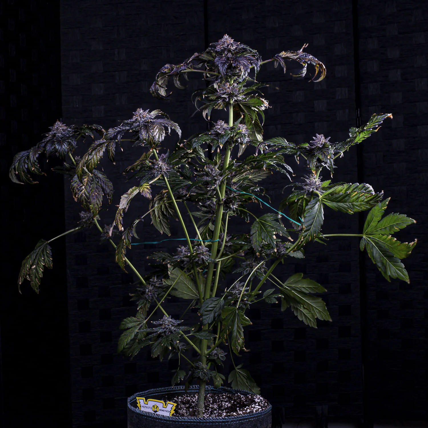An image of Appletizer
