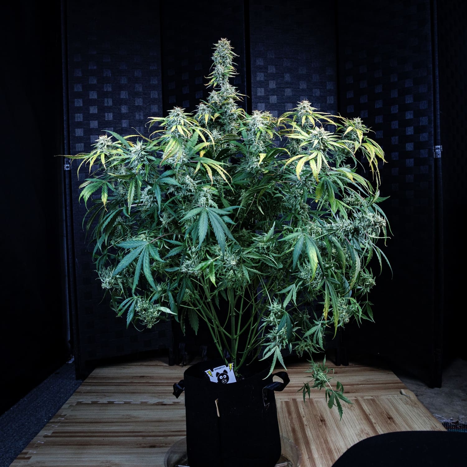 An image of 505 Headbanger