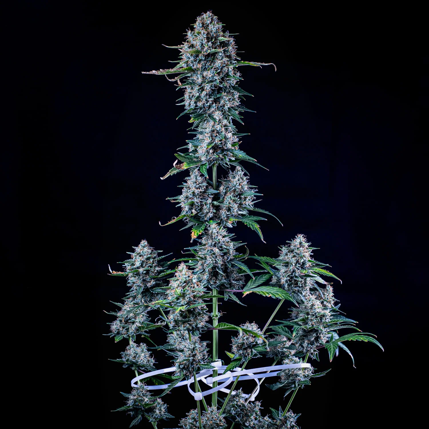 An image of Pigletta's Purple Haze