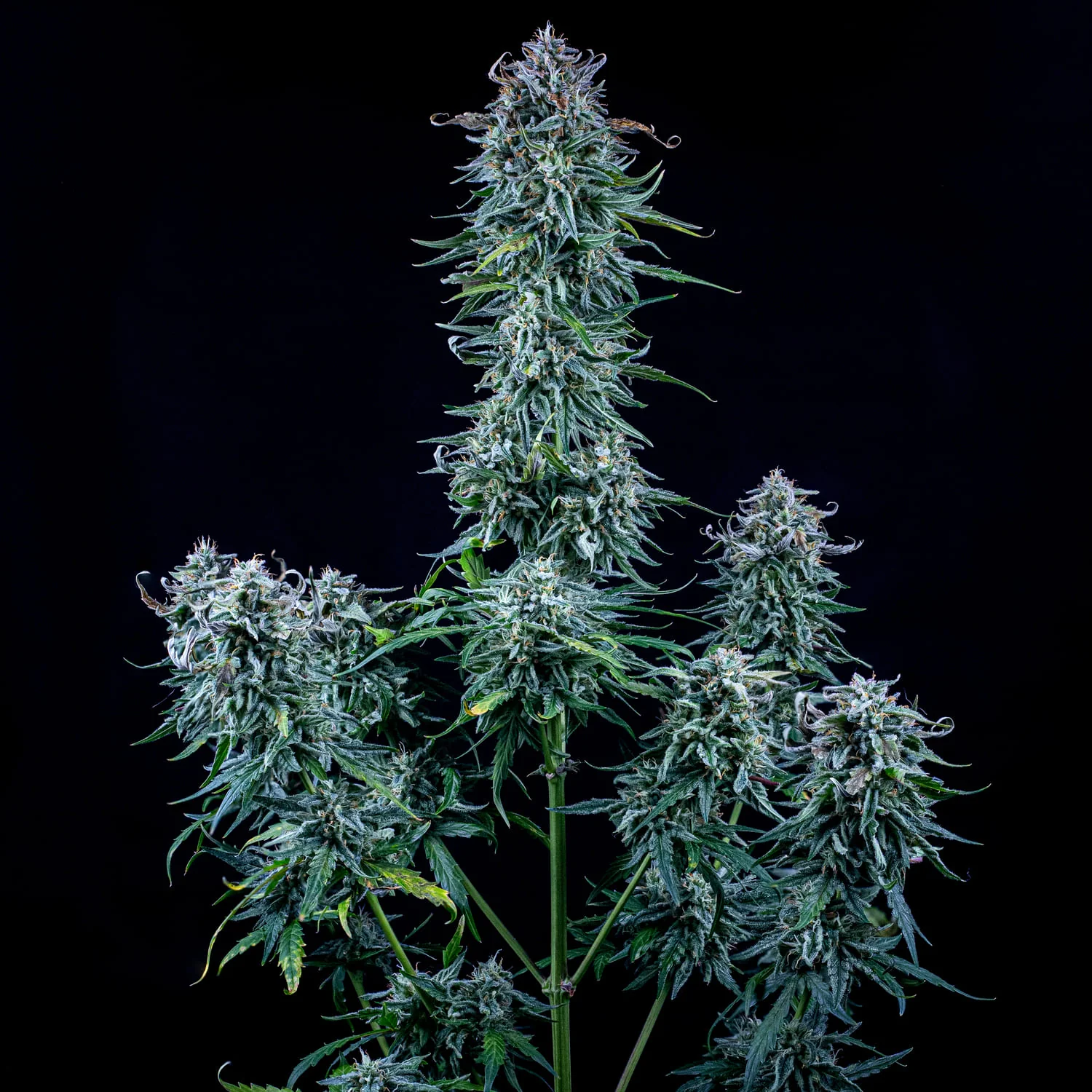 An image of Walter White Bx1