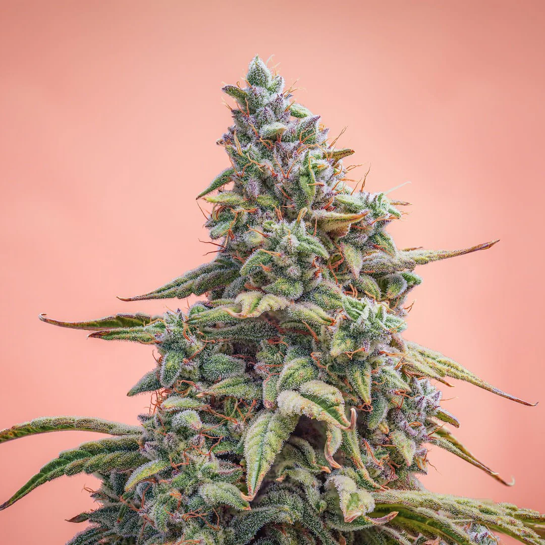 An image of Canna-Cheese 1:1