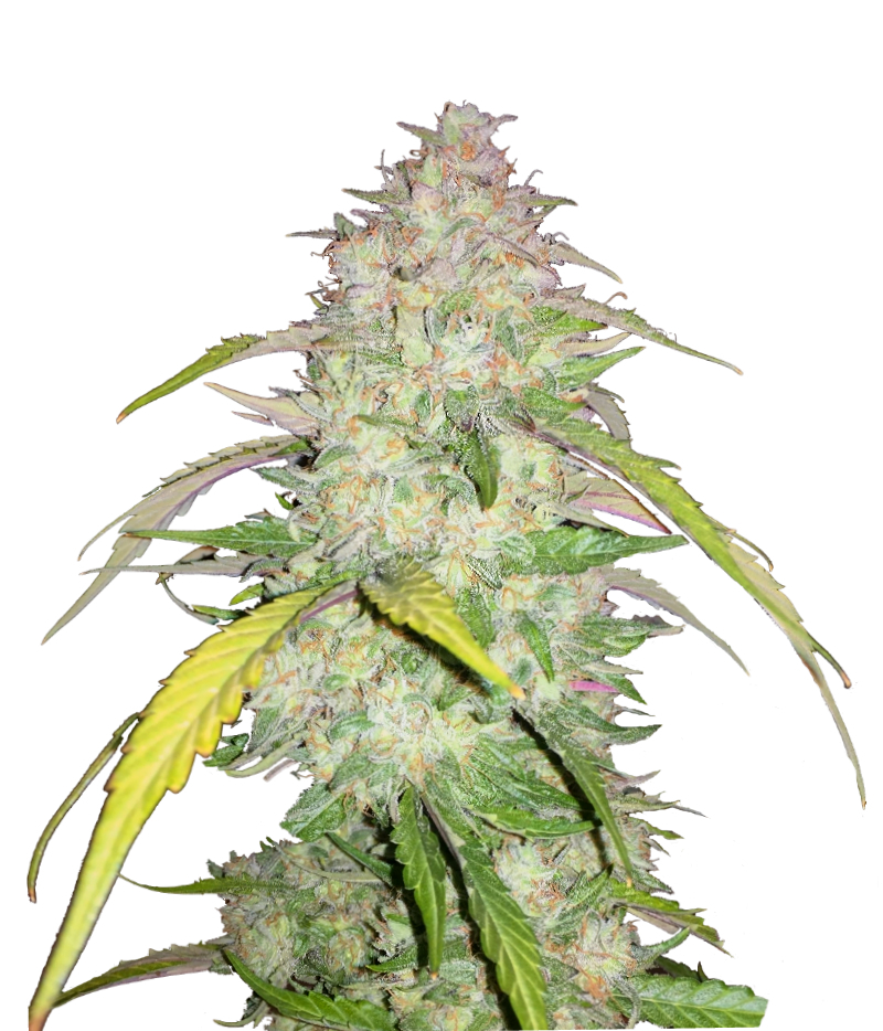 An image of 3 Bears OG
