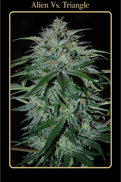 Alien Vs Triangle (Mephisto Genetics) :: Cannabis Strain Info 