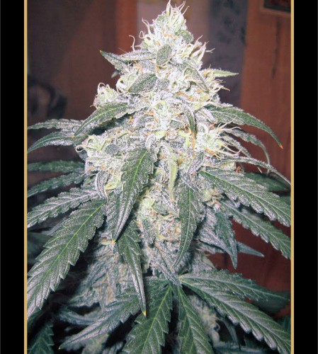 An image of Beary White