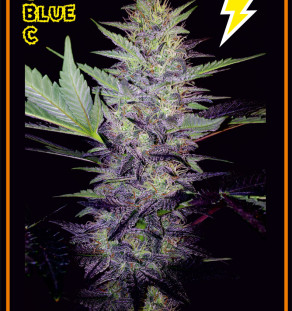 An image of Deep Blue C