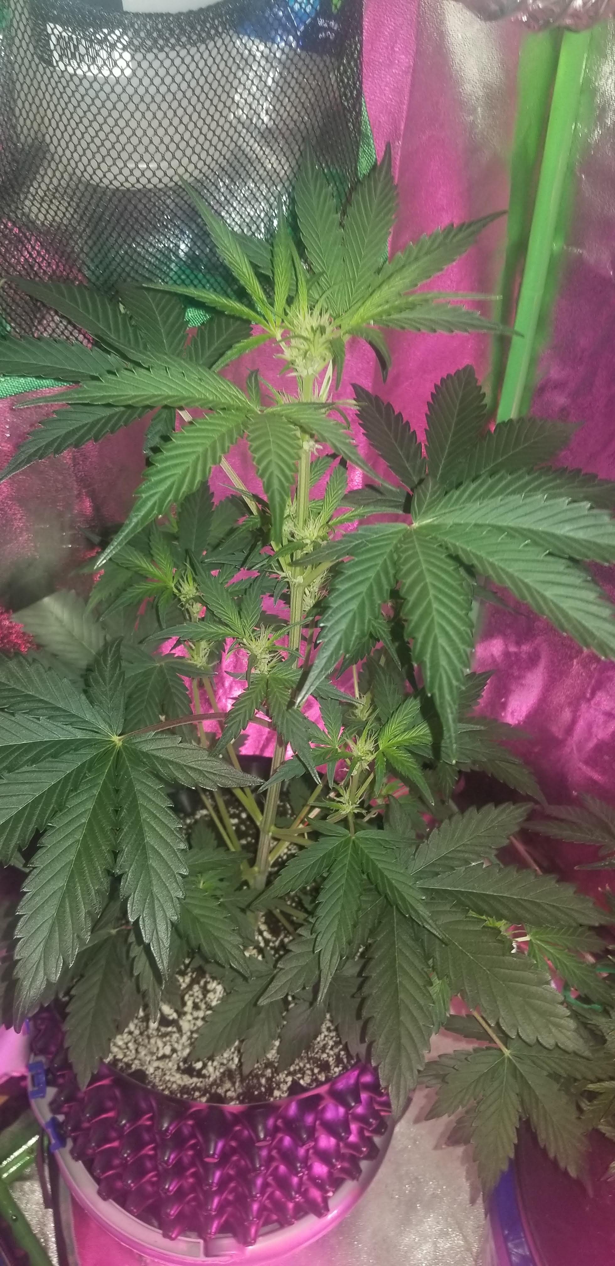 An image of Forgotten Cookies