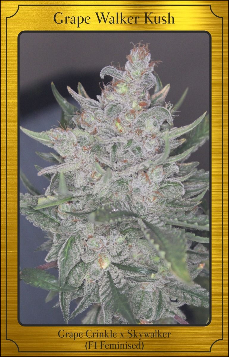 An image of Grape Walker Kush