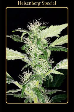 An image of Heisenberg Special
