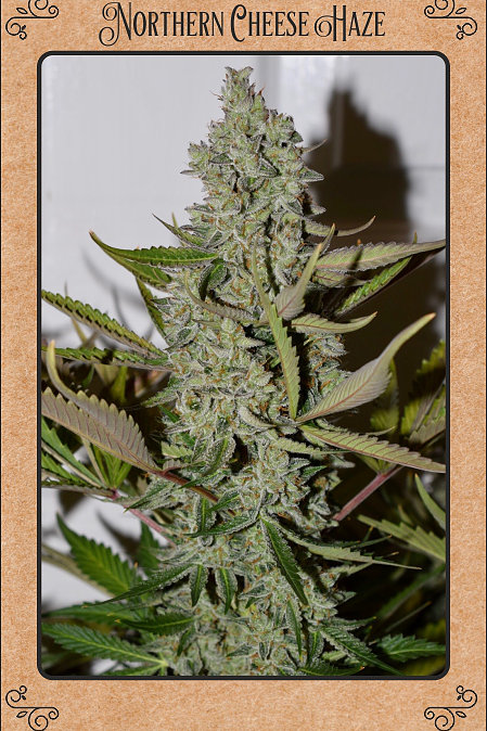 An image of Northern Cheese Haze