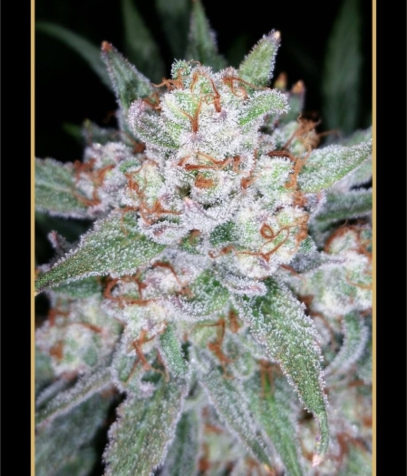 An image of Skystomper