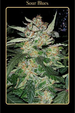 An image of Sour Blues